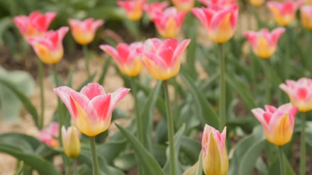 Prachtige veelkleurige tulpen close-up. Schuifregelaar beeldmateriaal. — Stockvideo