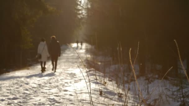 Jest to strzał Młoda para zakochanych, chodzenie w malowniczym parku zimowym śniegiem, trzymając się za ręce w słoneczny dzień. — Wideo stockowe