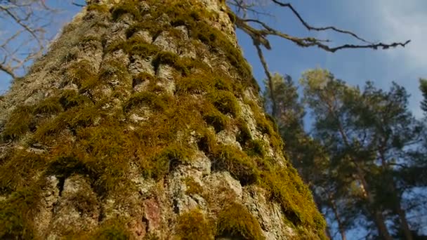 Una profundidad de campo poco profunda centrada en el musgo en un tronco de árbol  . — Vídeos de Stock