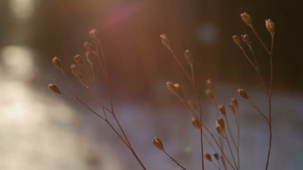 Planta grama ao pôr do sol cor do vintage — Vídeo de Stock