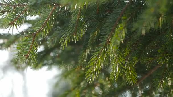 Zachód słońca panoramiczne sceny magicznego lasu z grać słońce przez pine oddział. — Wideo stockowe