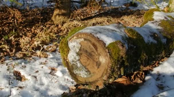 Overdekte log in het forest Moss — Stockvideo