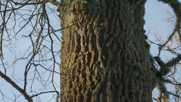 Birdhouse opknoping op een boom en de vogels helpen in de winter — Stockvideo