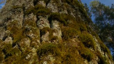 Moss bir ağaç gövdesi üzerinde odaklanan alan sığ derinliği .