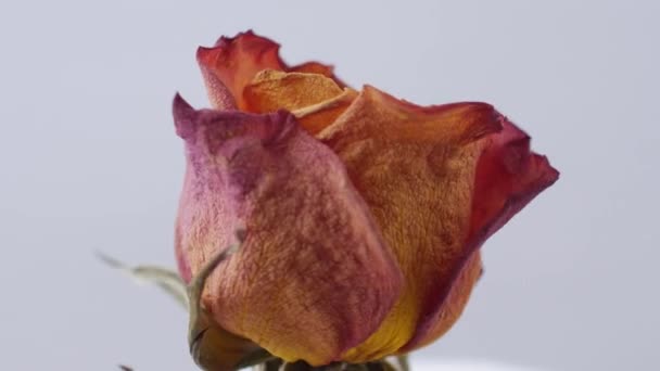 在白色背景上旋转的干玫瑰的特写镜头 — 图库视频影像
