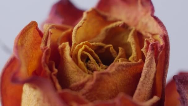 Close-up de rosas secas girando sobre um fundo branco — Vídeo de Stock