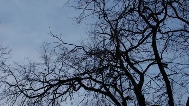 Ciemne gałęzie drzew na tle jasnego nieba i chmur, kontrast. — Wideo stockowe