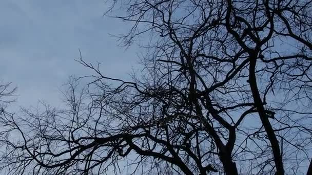 Dark branches of trees against the backdrop of a bright sky and clouds, contrast. — Stock Video