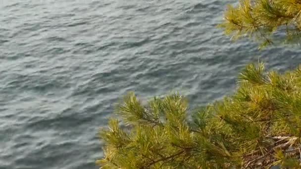 Branche de pin balance dans le vent contre la surface bleue du lac de Côme . — Video