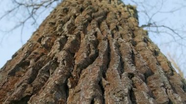 Moss bir ağaç gövdesi üzerinde odaklanan alan sığ derinliği .