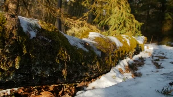 Tronco cubierto de musgo en el bosque — Vídeos de Stock