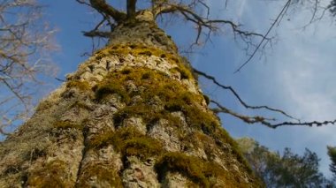 Moss bir ağaç gövdesi üzerinde odaklanan alan sığ derinliği .
