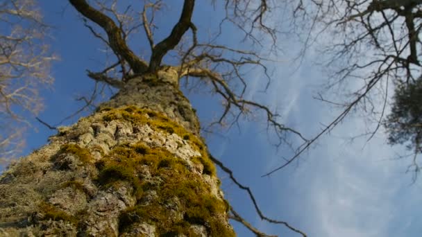 Une faible profondeur de champ focalisée sur la mousse sur un tronc d'arbre  . — Video