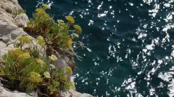 Цветущие растения у моря. Крупный план . — стоковое видео