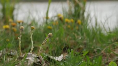 Doğal arka plan. Sarı çiçek coltsfoot büyür ve ilk bahar ısı varış ile çiçeği.