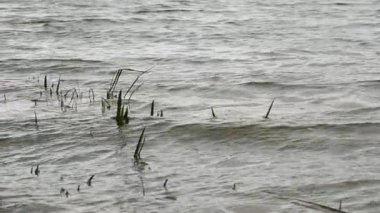 Su ripples yüzeyi.
