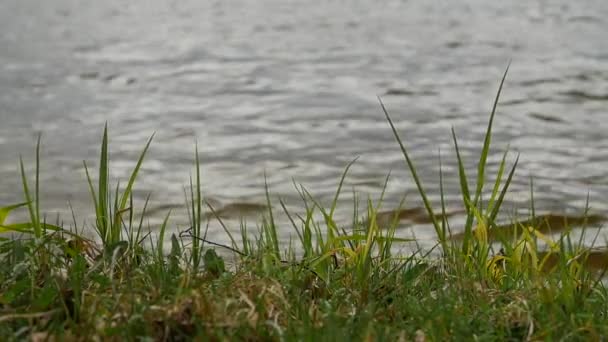 Orilla del lago con hierba dulce y otras plantas balanceándose en el viento . — Vídeos de Stock