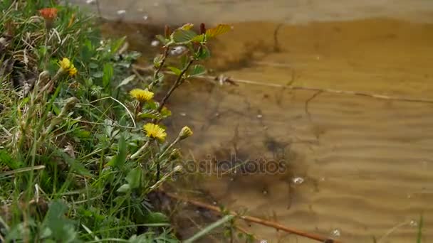 Orilla del lago con hierba dulce y otras plantas balanceándose en el viento . — Vídeos de Stock