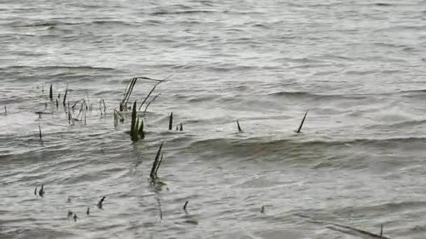 Wasser plätschert an der Oberfläche. — Stockvideo