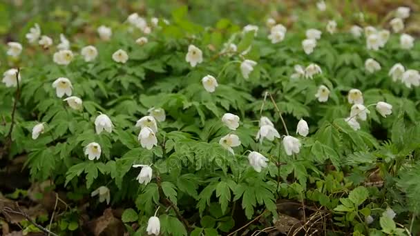 Skog, vit blomma. Våren landskap med varierande ljus. Mättad grön på plocka blad. — Stockvideo