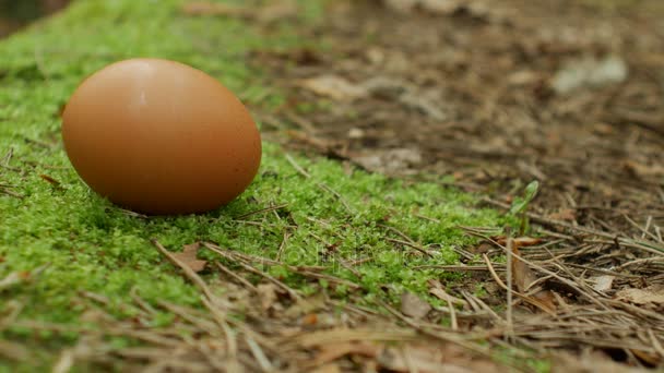 Huevo de pollo en el bosque en el suelo — Vídeos de Stock