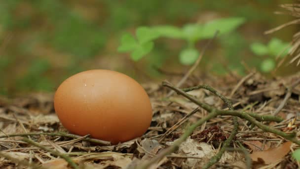 Huevo de pollo en el bosque en el suelo — Vídeo de stock