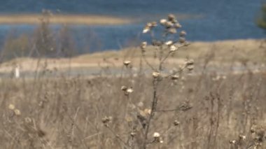 Alan çim önünde su yansıma, Kuru.