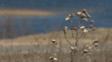 Alan çim önünde su yansıma, Kuru.