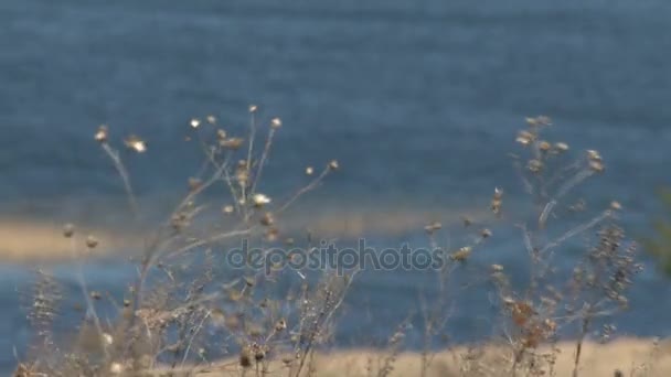 Ξηρό χόρτο πεδίο μπροστά από την αντανάκλαση του νερού. — Αρχείο Βίντεο