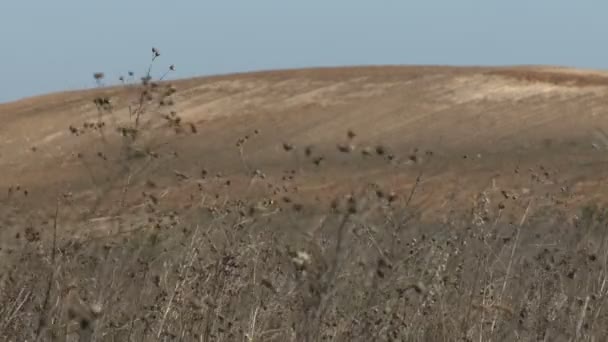 Olas de vientos en campo hierba de plumas seca — Vídeo de stock