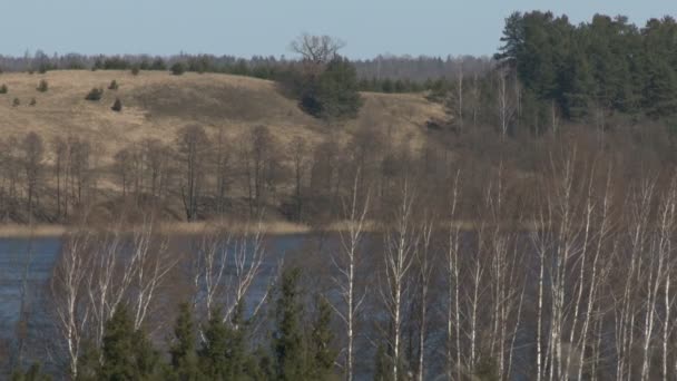 Árvores sem folhas crescendo perto do lago. Paisagem de primavera cedo, dia ventoso . — Vídeo de Stock