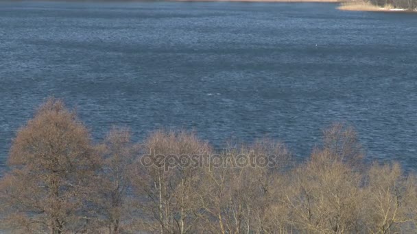 Träd utan löv växer nära sjön. Tidigt på våren landskap, blåsig dag. — Stockvideo