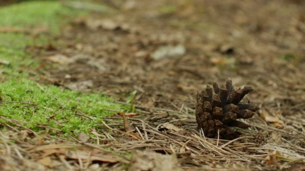 Primer plano de un cono de pino caído en un camino forestal — Vídeos de Stock