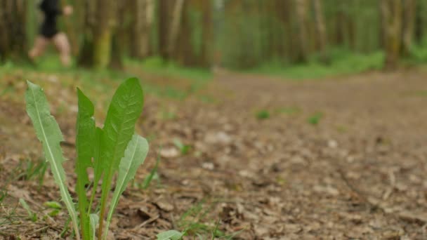 Attività delle persone nel parco con sfondo sfocato, stagione primaverile ed estiva. Corridori — Video Stock