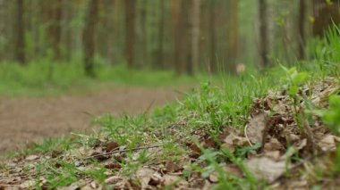 İnsan faaliyetleri ile Park arka plan, Bahar ve yaz sezonu bulanık. Koşucu