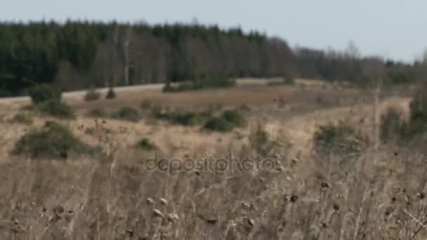 Golven van winden op veld droog feather gras — Stockvideo