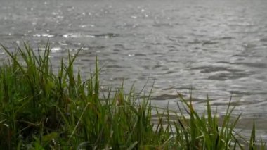 Göl kıyısı tatlı ot ve rüzgarda sallanan diğer bitkiler ile.