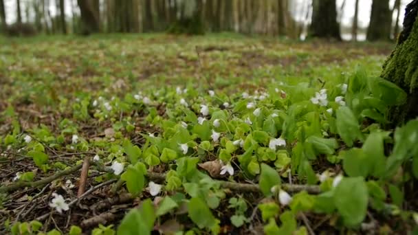 Floresta, flor branca. Cenário de primavera com luz variável. Verde saturado na colheita de folhas . — Vídeo de Stock