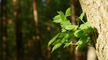 Şube parlak yeşil genç yaprakları yakın çekim.