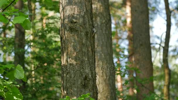 Petit oiseau sur le tronc de l'arbre sur la forêt printanière .