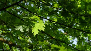 Akçaağaç yaprağı görünümünü kadar mavi bir gökyüzü üzerinde ağaç yeşil yaprak.