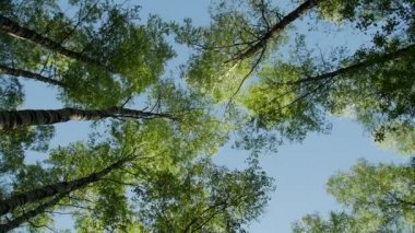 Mavi gökyüzü güneş ile bahar ormandaki ağaçlar çeşitli kron.