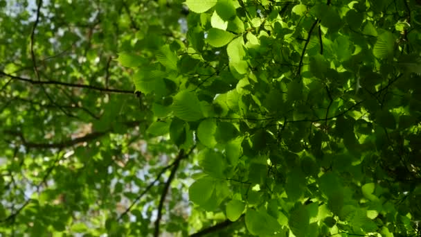 Napfény teszi az utat a levelek a fák. Solar vakító fény, egy sűrű erdő. — Stock videók