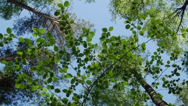 Baumkronen im Frühlingswald gegen den blauen Himmel mit der Sonne. — Stockvideo