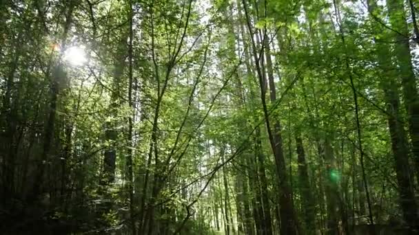 Perspectiva pessoal de caminhar em um caminho na floresta . — Vídeo de Stock