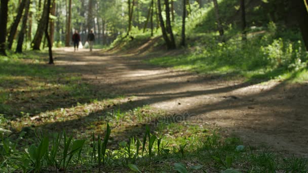 Άνδρες της Πεντηκοστής πλαστικές σακούλες περπατώντας μέσα από το δάσος. Είναι ένα δροσερό, τραγανό πρωί με ηλιακό φως μπαίνει μέσα από τα δέντρα. — Αρχείο Βίντεο