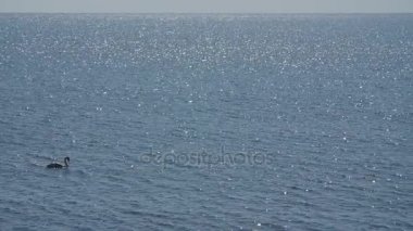 Deniz suda yüzen Kuğu.