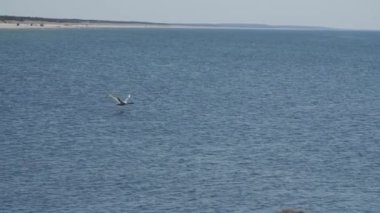 Kuğu Baltık Denizi üzerinde yerli ağır çekim sahne uçan..