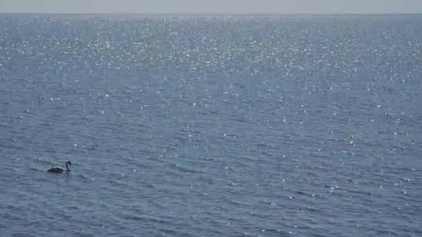 Swan κολύμπι στο θαλασσινό νερό. — Αρχείο Βίντεο