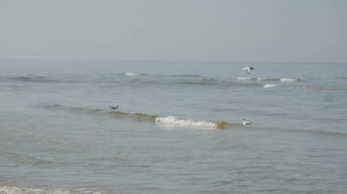 Yavaş hareket ve Baltık Denizi üzerinde uçan bir martı.